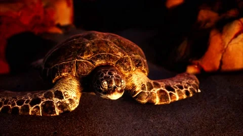Sea turtle at beach sand Vidéo 140473595