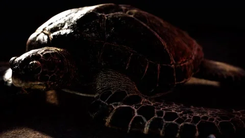Sea turtle at beach sand Видео 141040481