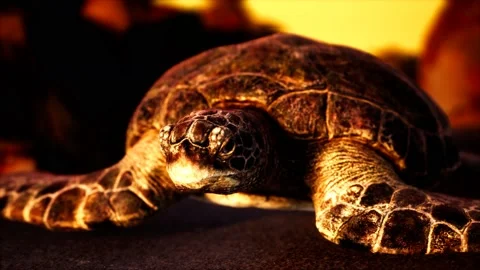 Sea turtle at beach sand Stock Footage 141463203