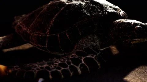 Sea turtle at beach sand Stock Footage 141649450