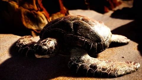 Sea turtle at beach sand Stock Footage 142544800