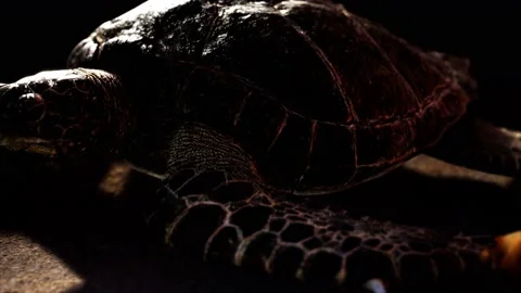 Sea turtle at beach sand Stock Footage 142716782