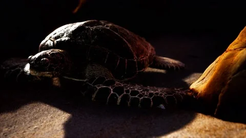 Sea turtle at beach sand Vidéo 143400873