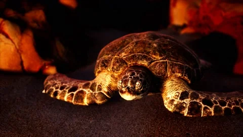 Sea turtle at beach sand Vídeo Stock 144424123