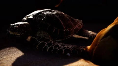 Sea turtle at beach sand Vídeo Stock 145193235