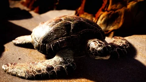 Sea turtle at beach sand Vídeo Stock 146206815