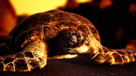 Sea turtle at beach sand Vídeo Stock 147326152