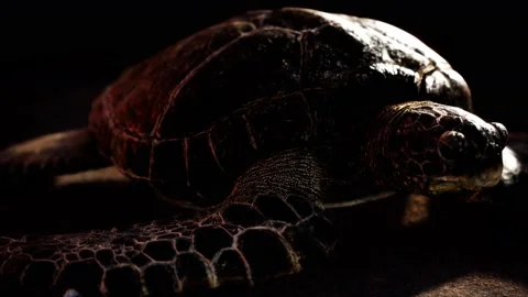 Sea turtle at beach sand Vídeo Stock 150429106