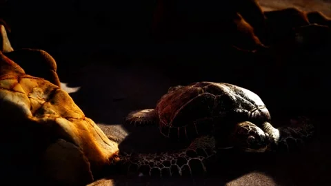 Sea turtle at beach sand Stockbeeldmateriaal 163013417