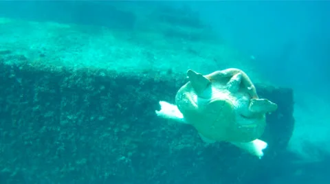 Sea Turtle from Behind Stock Footage 26140635