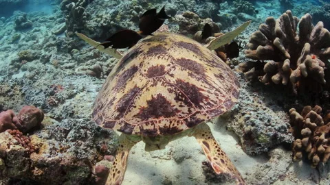 Sea Turtle Being Cleaned by Fish on a Coral Reef Stock Footage 345711111