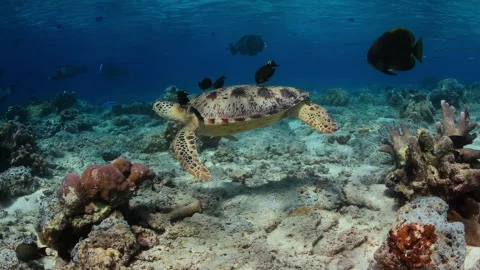 Sea Turtle Being Cleaned by Fish on a Coral Reef Stock Footage 345711120