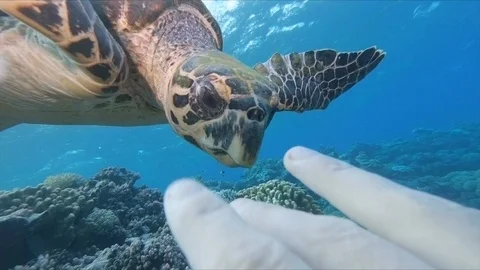 Sea Turtle Bites Camera after Diver Waving Video stock 102291658