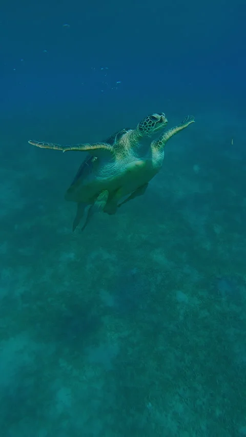 Sea turtle blows air bubbles and swims up from seabed Stock Footage 330752683