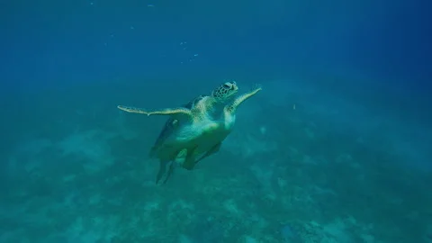 Sea turtle blows air bubbles and swims up from seabed Stock Footage 338263386