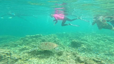 Sea Turtle With Blue Fish Surrounded By Snorkelers At Panagsama Reef In Cebu Stock Footage 332794774