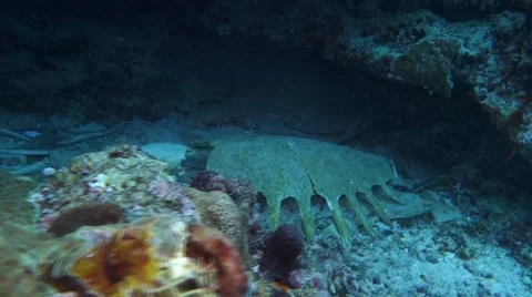 Sea turtle bone lay on sea bottom  Stock Footage 48990388