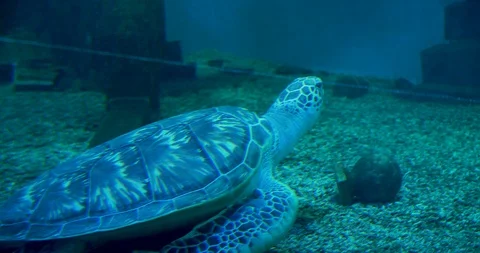 Sea turtle on the bottom Stock Footage 96682074