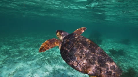 Sea Turtle Breaching Ocean Surface for Oxygen in Clear Blue Water 스톡 동영상 300273424