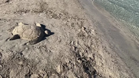 Sea turtle built with sand on shore, vacation concept Stock Footage 277516043