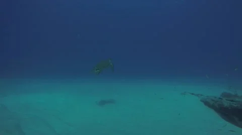 Sea turtle in Cabo pulmo Stockbeeldmateriaal 58953720