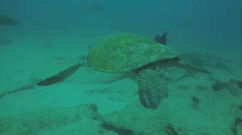 Sea turtle in Cabo pulmo Stock Footage 59108981