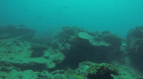 Sea turtle in Cabo pulmo Stock Footage 59111253