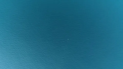 Sea turtle in Cabo pulmo Stock Footage 80811681