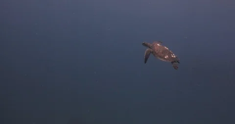 Sea turtle in Cabo pulmo 库存影片 114755631