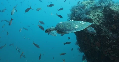 Sea turtle in Cabo pulmo 库存影片 114761295