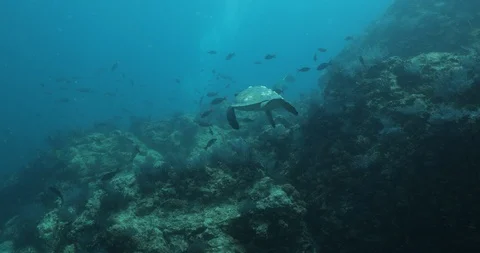 Sea turtle in Cabo pulmo 库存影片 114764120