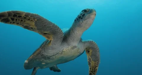 Sea turtle in Cabo pulmo 库存影片 114766668