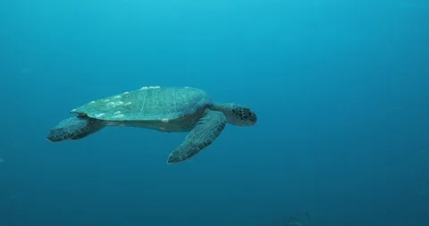 Sea turtle in Cabo pulmo Stock Footage 114768851