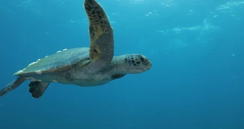 Sea turtle in Cabo pulmo Видео 114790484