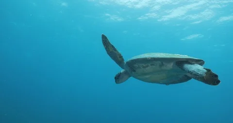 Sea turtle in Cabo pulmo Видео 114791371