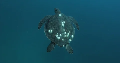 Sea turtle in Cabo pulmo 库存影片 114817613