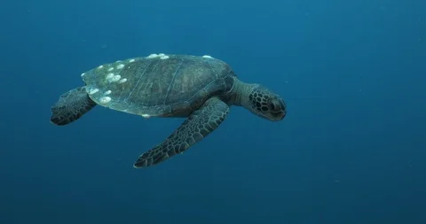 Sea turtle in Cabo pulmo 库存影片 114820335
