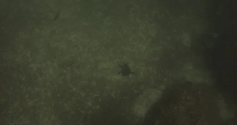 Sea turtle in Cabo pulmo 库存影片 114823536