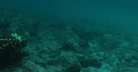 Sea turtle in Cabo pulmo 库存影片 115061128