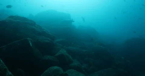 Sea turtle in Cabo pulmo 库存影片 115061568