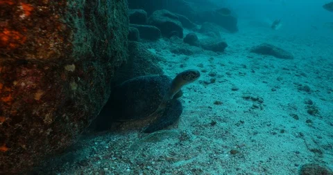 Sea turtle in Cabo pulmo 库存影片 115076608