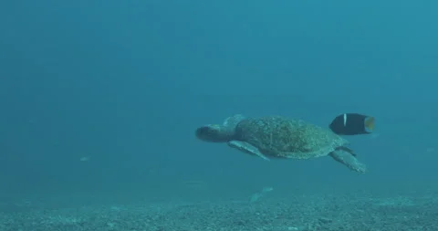 Sea turtle in Cabo pulmo Stock Footage 163545637