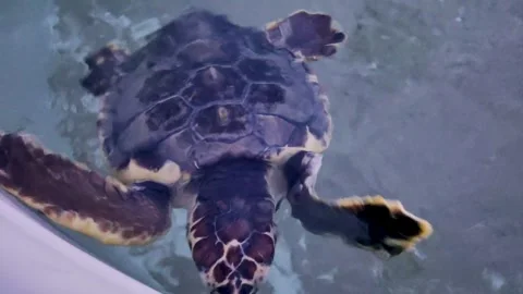 Sea turtle in captivity underwater in aquarium pool Stock Footage 284016744