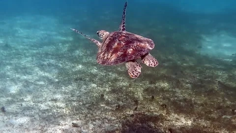 Sea turtle Caretta ,Loggerhead turtle,from island Sakatia,Nosy be, Madagascar. Stock Footage 295218465