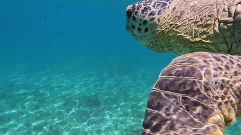 Sea turtle Caretta ,Loggerhead turtle,from island Sakatia,Nosy be, Madagascar. Video stock 295218761