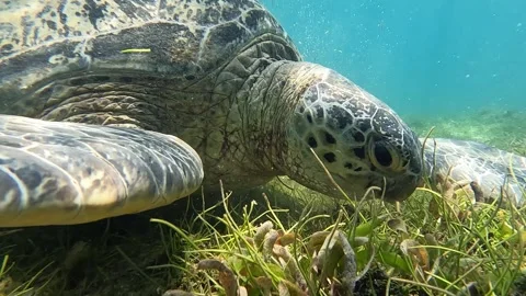 Sea turtle Caretta ,Loggerhead turtle,from island Sakatia,Nosy be, Madagascar. Vidéo 295219000