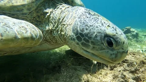 Sea turtle Caretta ,Loggerhead turtle,from island Sakatia,Nosy be, Madagascar. Video stock 295219134