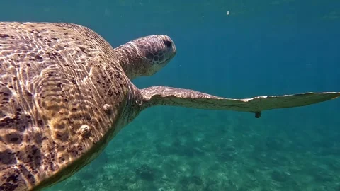 Sea turtle Caretta ,Loggerhead turtle,from island Sakatia,Nosy be, Madagascar. Video stock 295219383