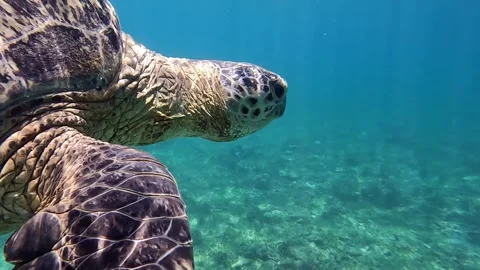 Sea turtle Caretta ,Loggerhead turtle,from island Sakatia,Nosy be, Madagascar. Video stock 295219640