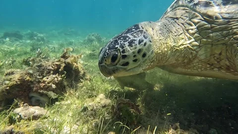 Sea turtle Caretta ,Loggerhead turtle,from island Sakatia,Nosy be, Madagascar. Video stock 295219909
